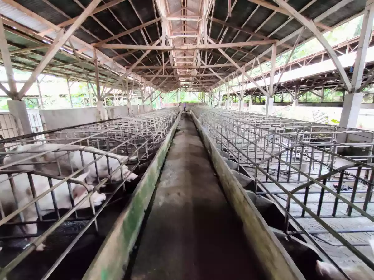 TORIL 1.86HAS FARM LOT WITH PIGGERY FOR SALE — Agricultural Lot in Davao City, Davao del Sur, Philippines — Photo 4