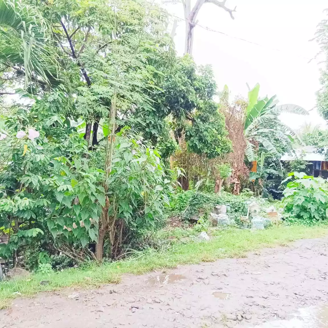 RUSH SALE TALAY LOT ONLY — Residential Lot in Dumaguete, Negros Oriental, Philippines — Photo 5