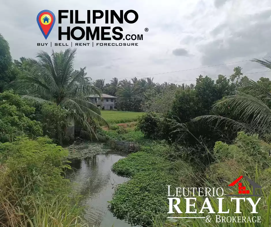 RiceLand For Sale in Plaridel Quezon — Agricultural Lot in Plaridel, Quezon, Philippines — Photo 5
