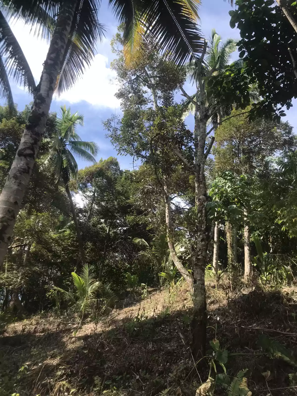 Malabog Davao City Agricultural Land — Agricultural Lot in Sitio Mangal-al, Calinan District, Davao City — Photo 6