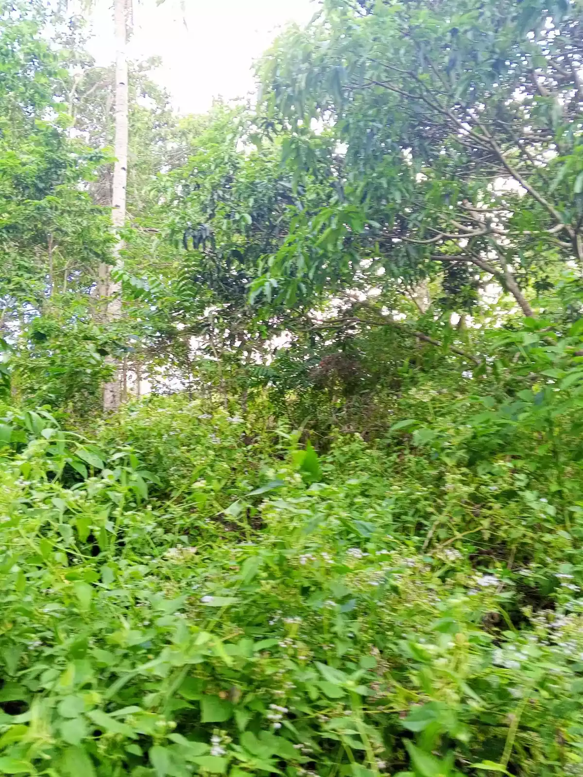 9.2 Hectares Land — Residential Lot in General Santos City, South Cotabato, Philippines — Photo 3