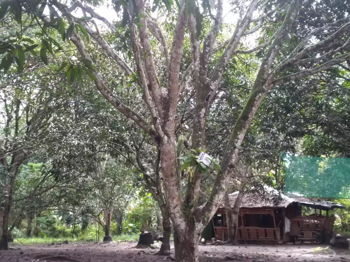 Farm Lot For Sale... - photo 3