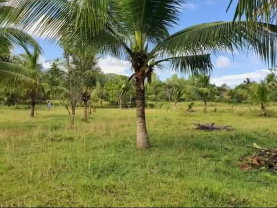 Lot For Sale Panglao Bohol - photo 4