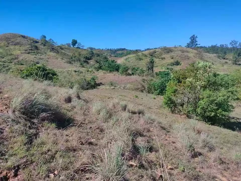 Lot For Sale sa Sual 4 Has - photo 4