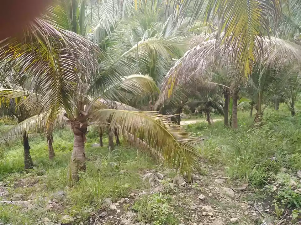 Rush Sale Bohol Farm Lot for Sale P160 per square meter only. - photo 5