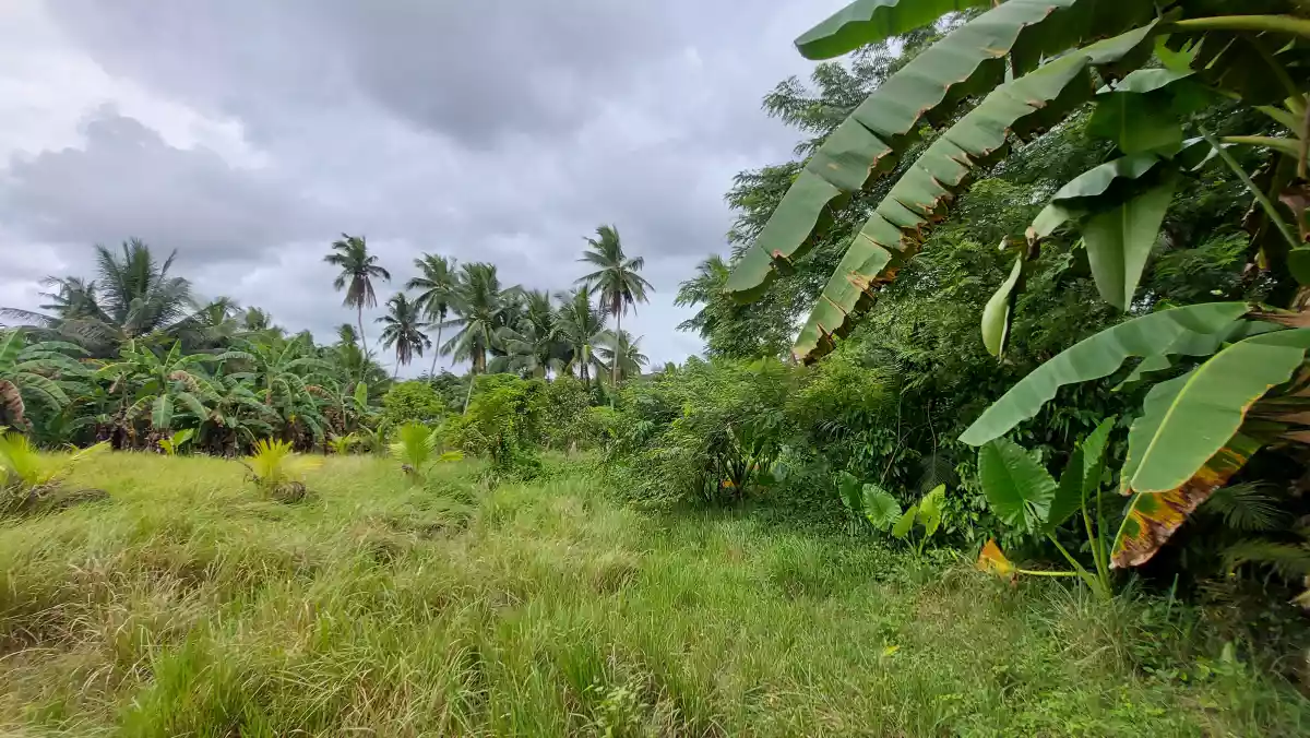 Farmlot for sale - photo 3