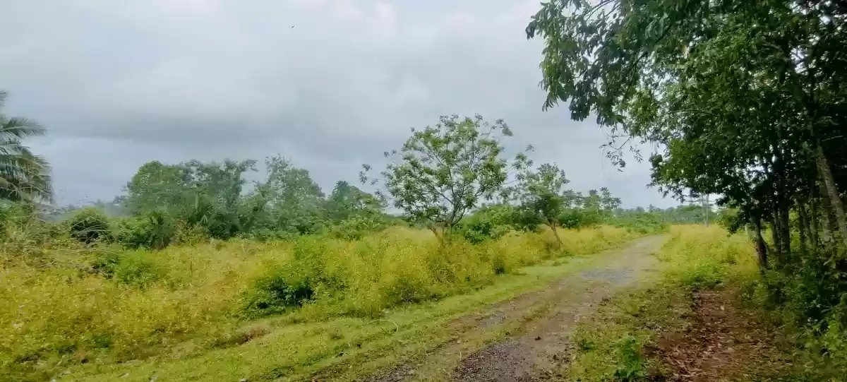 Residential Land along the National Highway — Residential Lot in Calinan District, Davao City, Davao del Sur — Photo 6