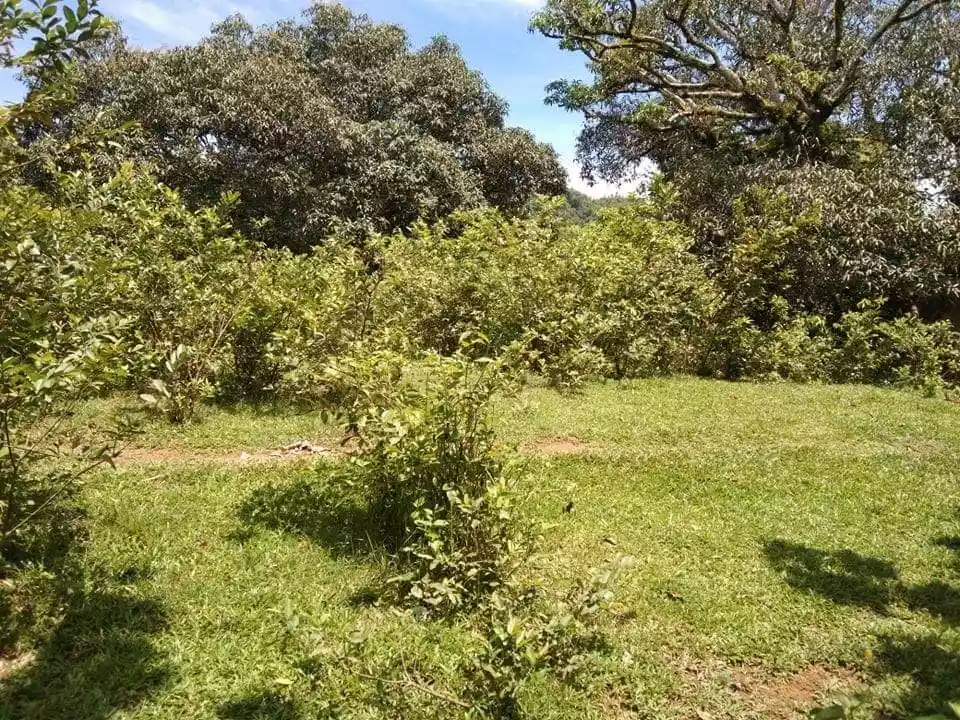 FOR SALE :  24, 728 SQM FARM LOT IN PINAMUNGAJAN - photo 6