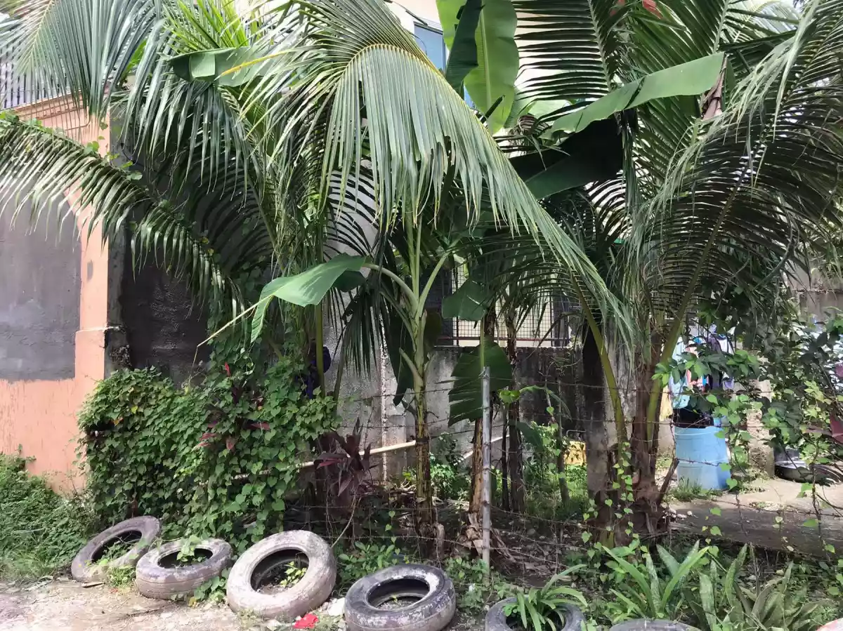 LOT FOR SALE IN POOC TALISAY CITY CEBU - photo 7