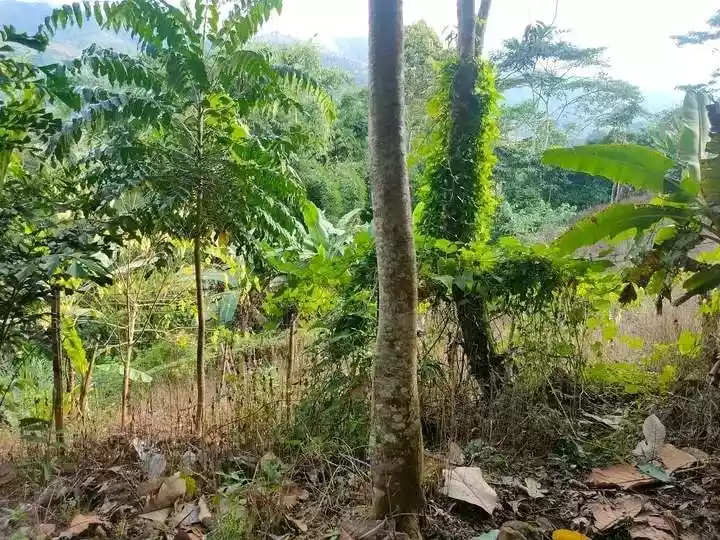 7,400 sqm Lot for Sale in Mat-i, Claveria, Misamis Oriental - photo 2