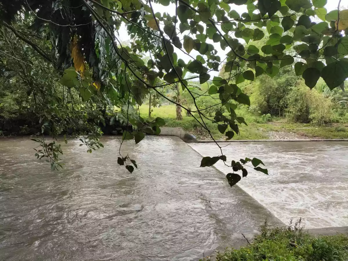 4-Hectare Farmland with Fruit-bearing Trees and River Access — Agricultural Lot in South Cotabato, Philippines — Photo 6