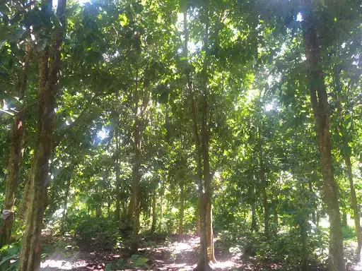 Farm/Residential Lot For Sale — Agricultural Lot in Maguindanaoan Ln, Tugbok, Davao City — Photo 5