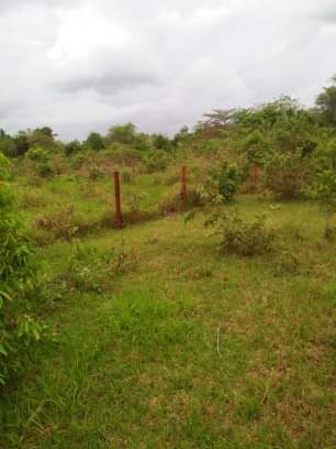 Lot Only — Agricultural Lot in Panglao, Bohol, Philippines — Photo 3