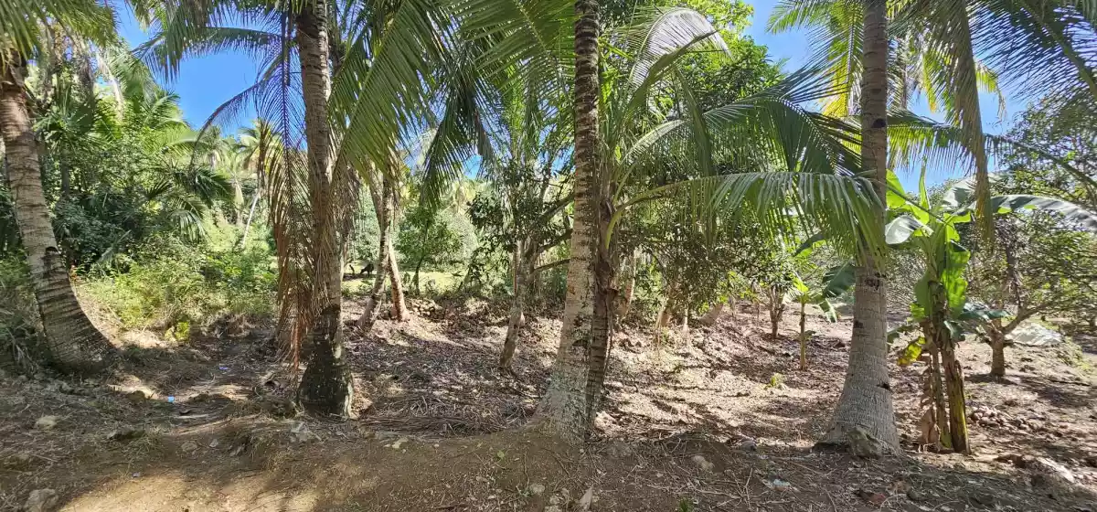 CABUNGAHAN AGRICULTURAL LOT - photo 4