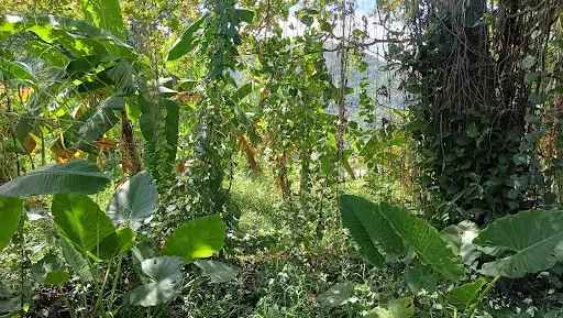 Open photo 12 of 13 — Agricultural lot for sale 
