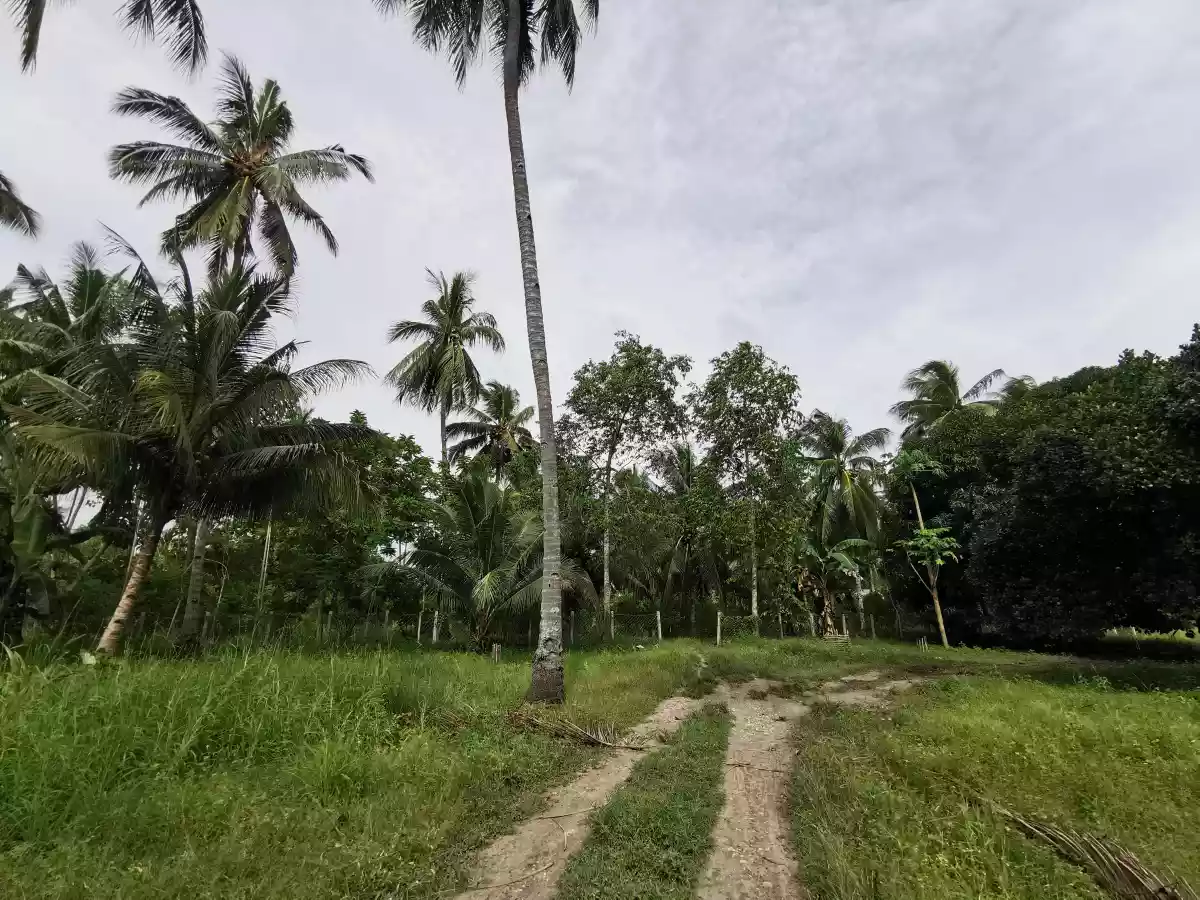 3 Hectares Farm Lot in Katanggawan — Agricultural Lot in General Santos City, South Cotabato, Philippines — Photo 7
