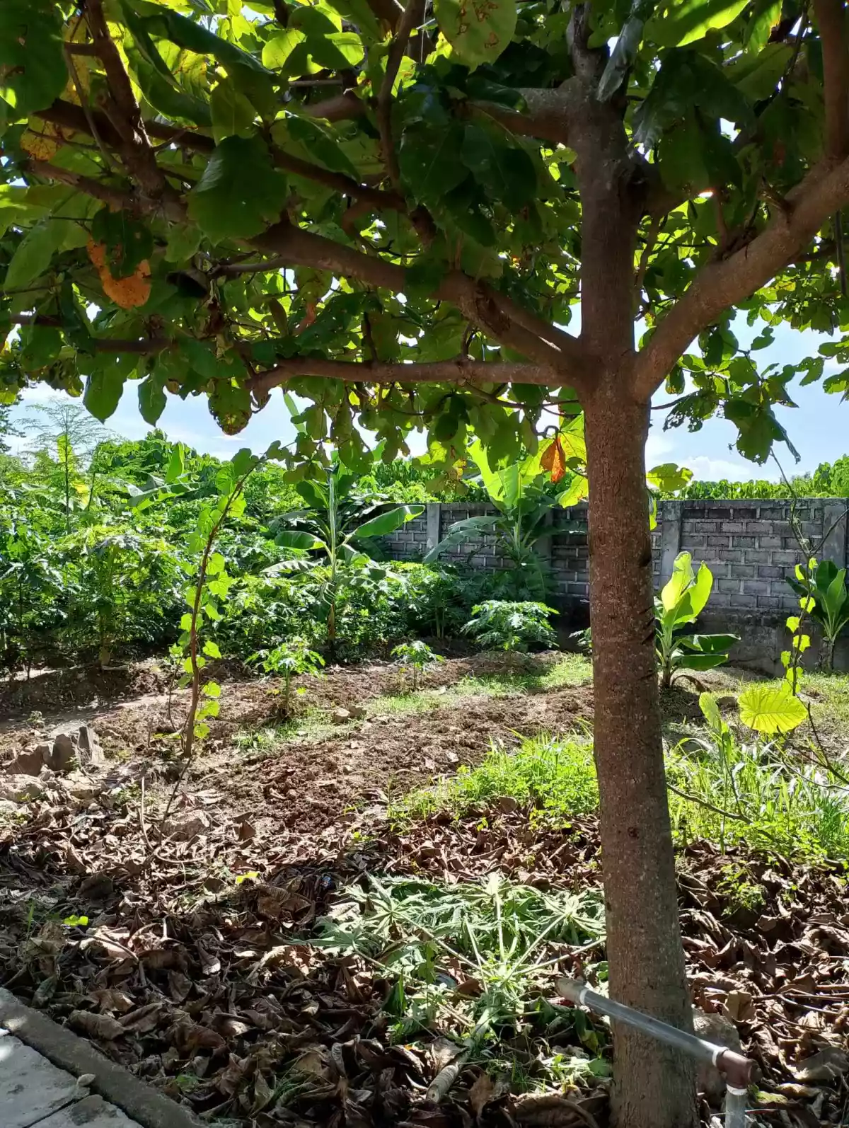 Pacific Grand Villas — Residential Lot in Lapu-Lapu City, Cebu, Philippines — Photo 4