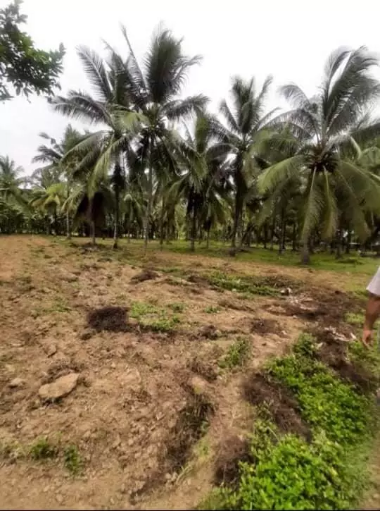 Lot For Sale!! — Agricultural Lot in Toledo City, Cebu, Philippines — Photo 5