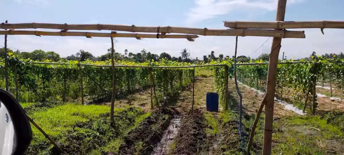 P-2223 — Agricultural Lot in General Santos City, South Cotabato, Philippines — Photo 6