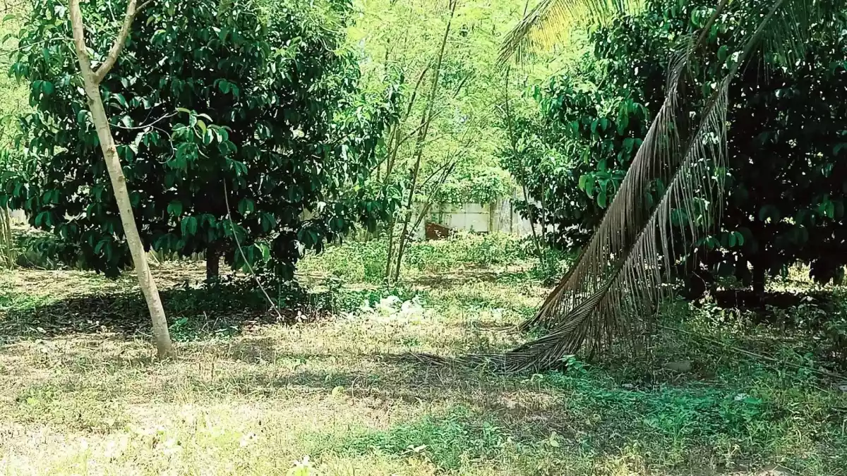 Residential Lot — House and Lot in Calinan District, Davao City, Davao del Sur — Photo 6