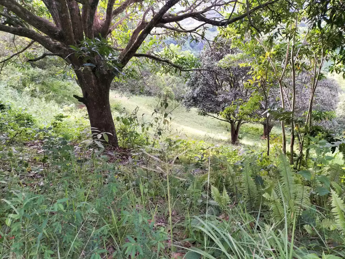 Farmlot - photo 2