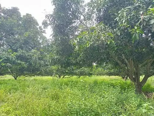 1 Hectare property — Agricultural Lot in General Santos City, South Cotabato, Philippines — Photo 4