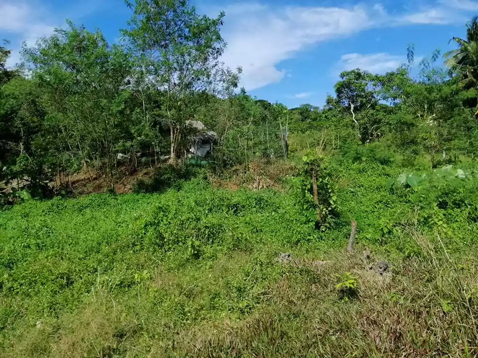 Affordable Lot in Tagbilaran City for Sale! — Residential Lot in Tagbilaran City, Bohol, Philippines — Photo 3