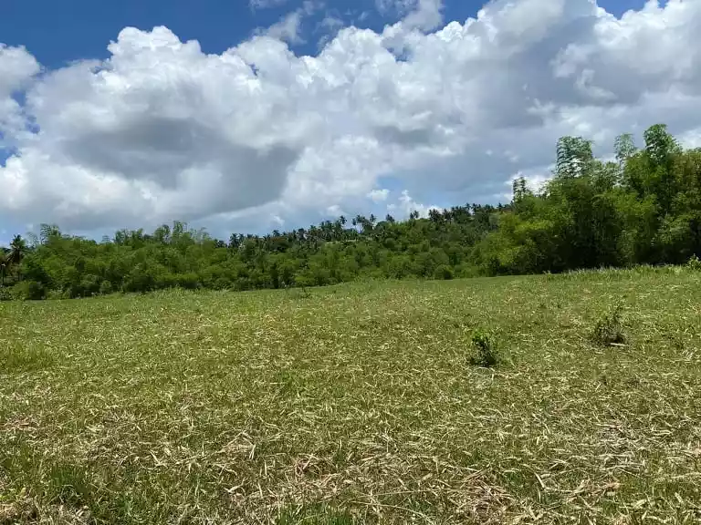 FARM LOT FOR SALE with 100 Mango Trees: - photo 3