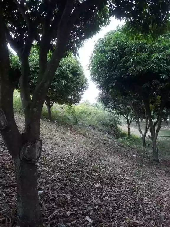 Agricultural Land for Sale! - photo 6