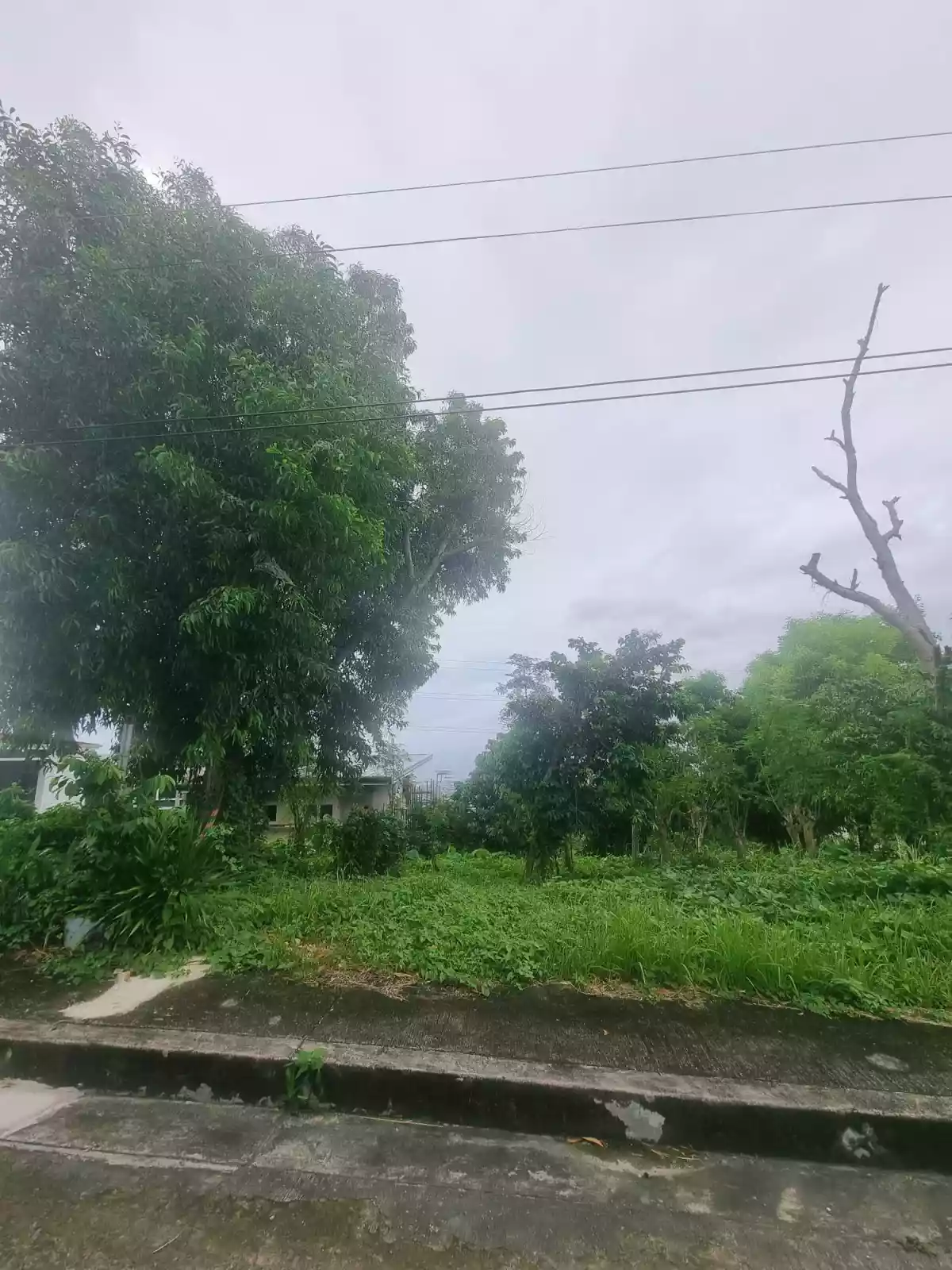 Rush Sale Lot in Pacific Heights Subd.. Talisay City - photo 2