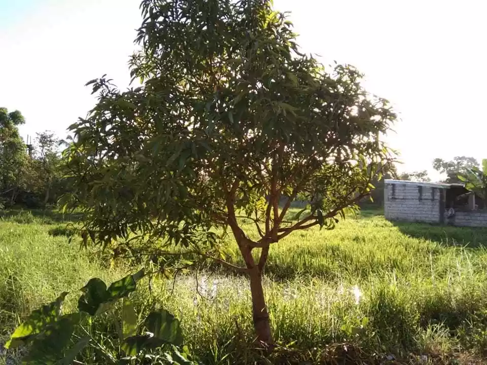 Open photo 12 of 12 — Rush For Sale-Residential Lot