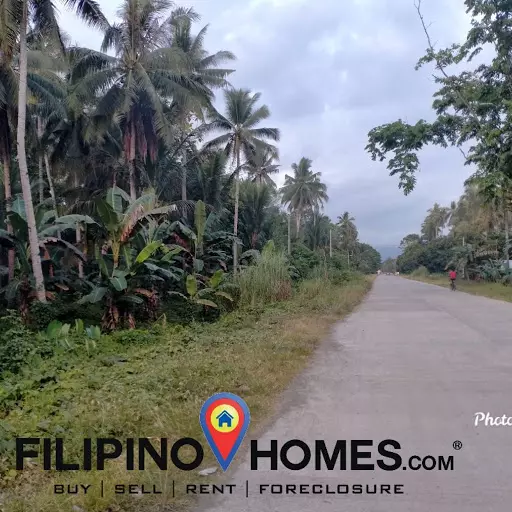 Coconut farm — Agricultural Lot in Butuan City, Agusan Del Norte, Philippines — Photo 4