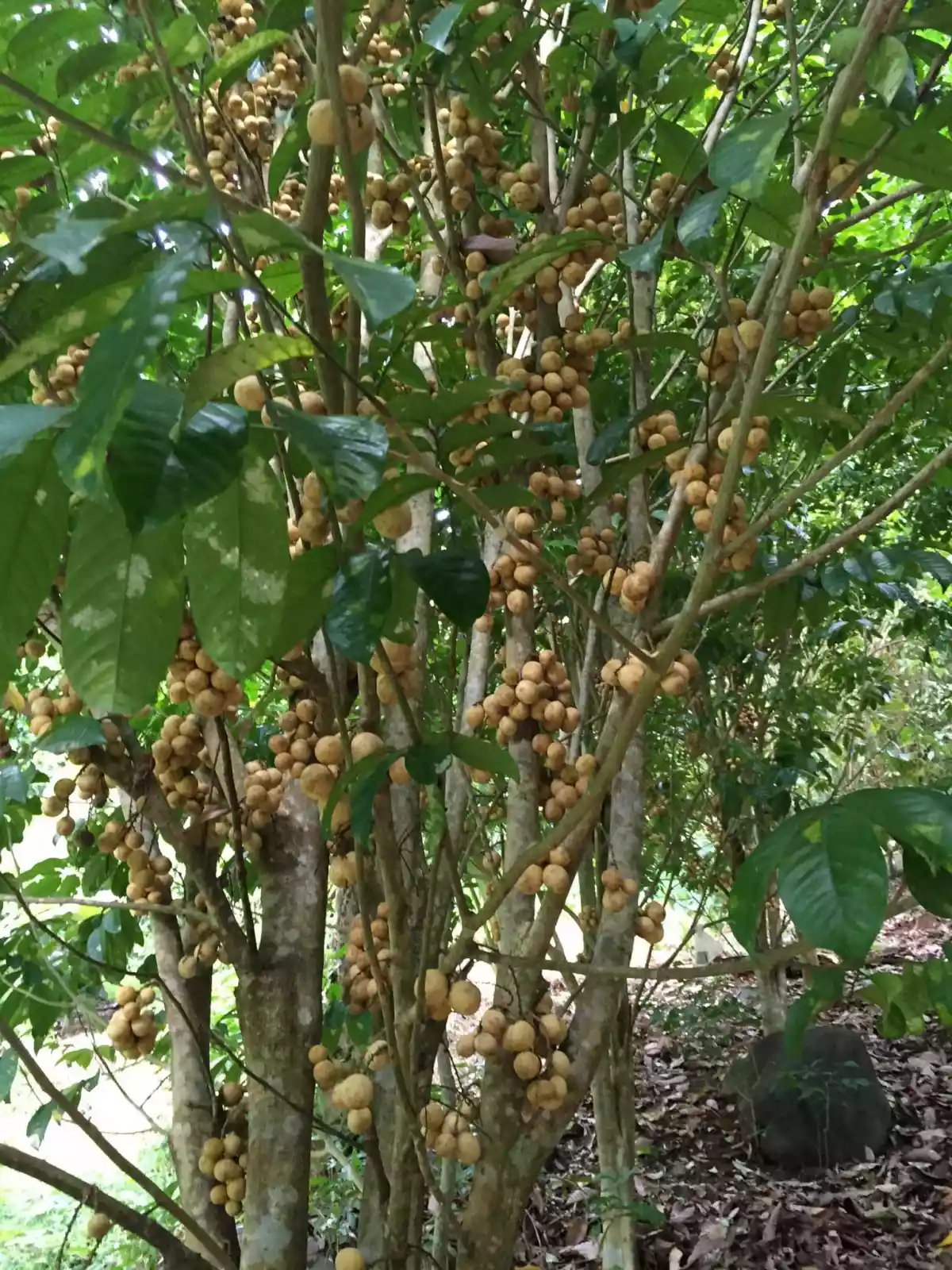 Open photo 16 of 16 — Fruit Farm with Vacation House in Camiguin