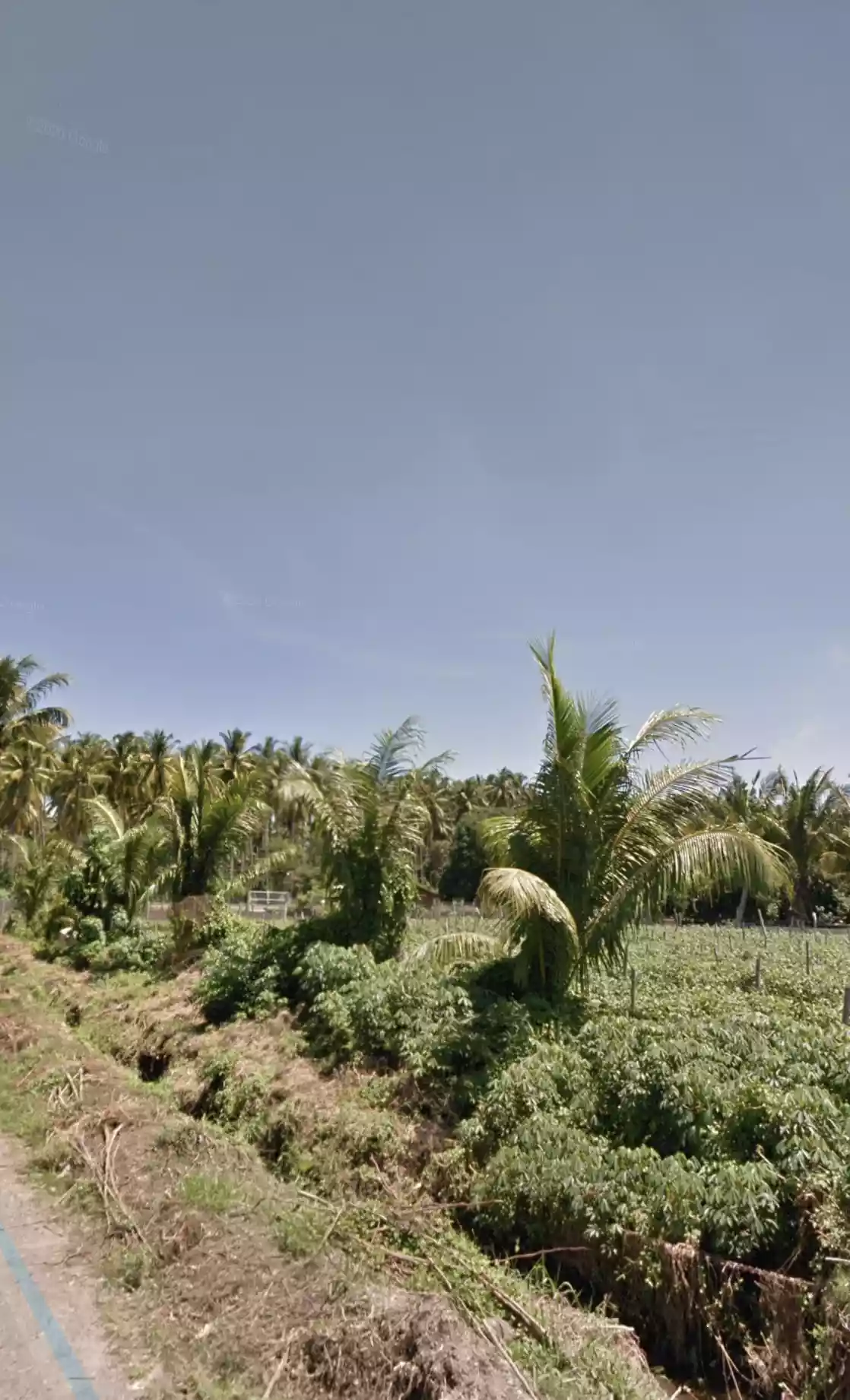 Katangawan Area 1.6 Hectare — Agricultural Lot in General Santos City, South Cotabato, Philippines — Photo 5