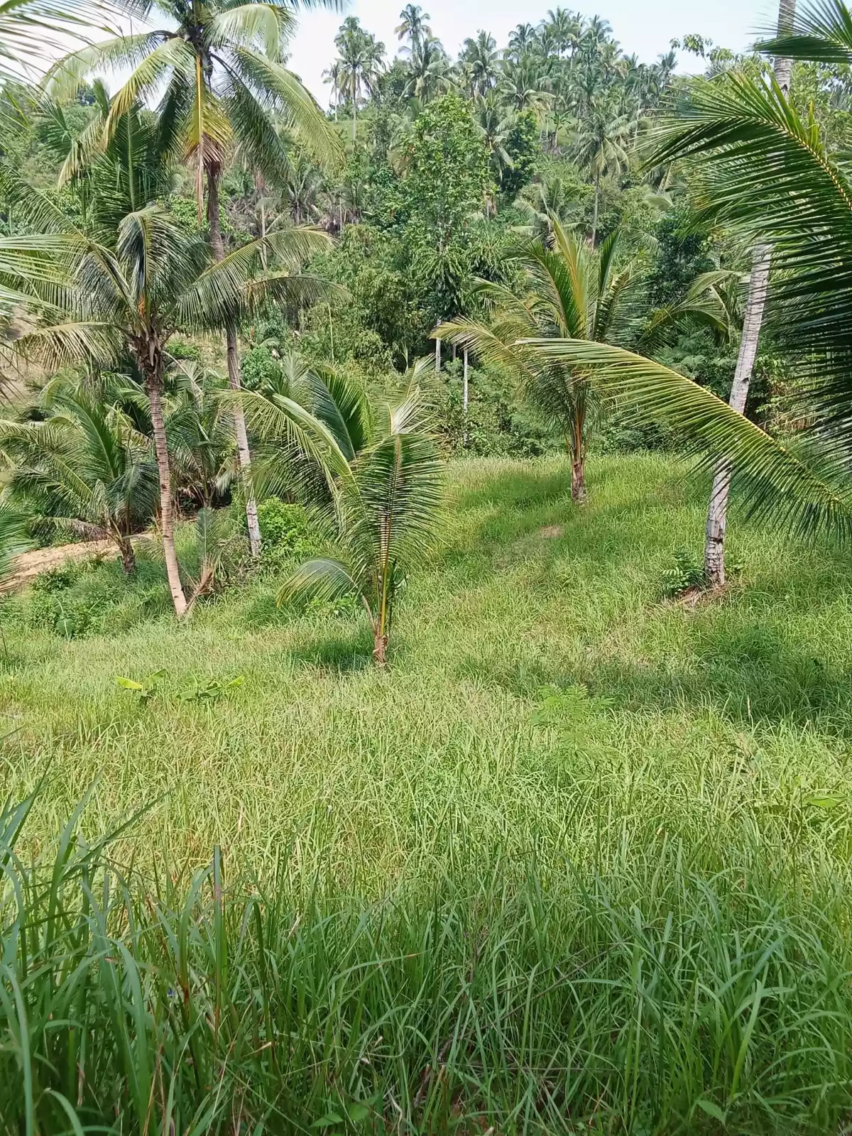 Open photo 16 of 22 — 3.5 hectares agricultural land for sale in Balungag San Fernando Cebu