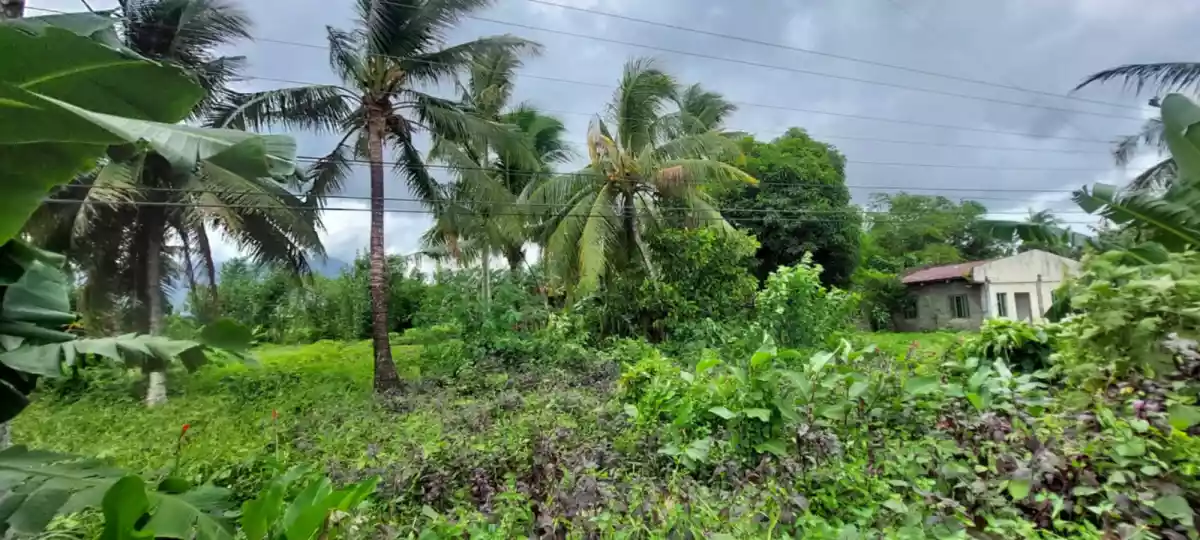 LOT 3-H — Agricultural Lot in Governor Jose T. Fuentebella National Highway, Tigaon, Camarines Sur — Photo 3