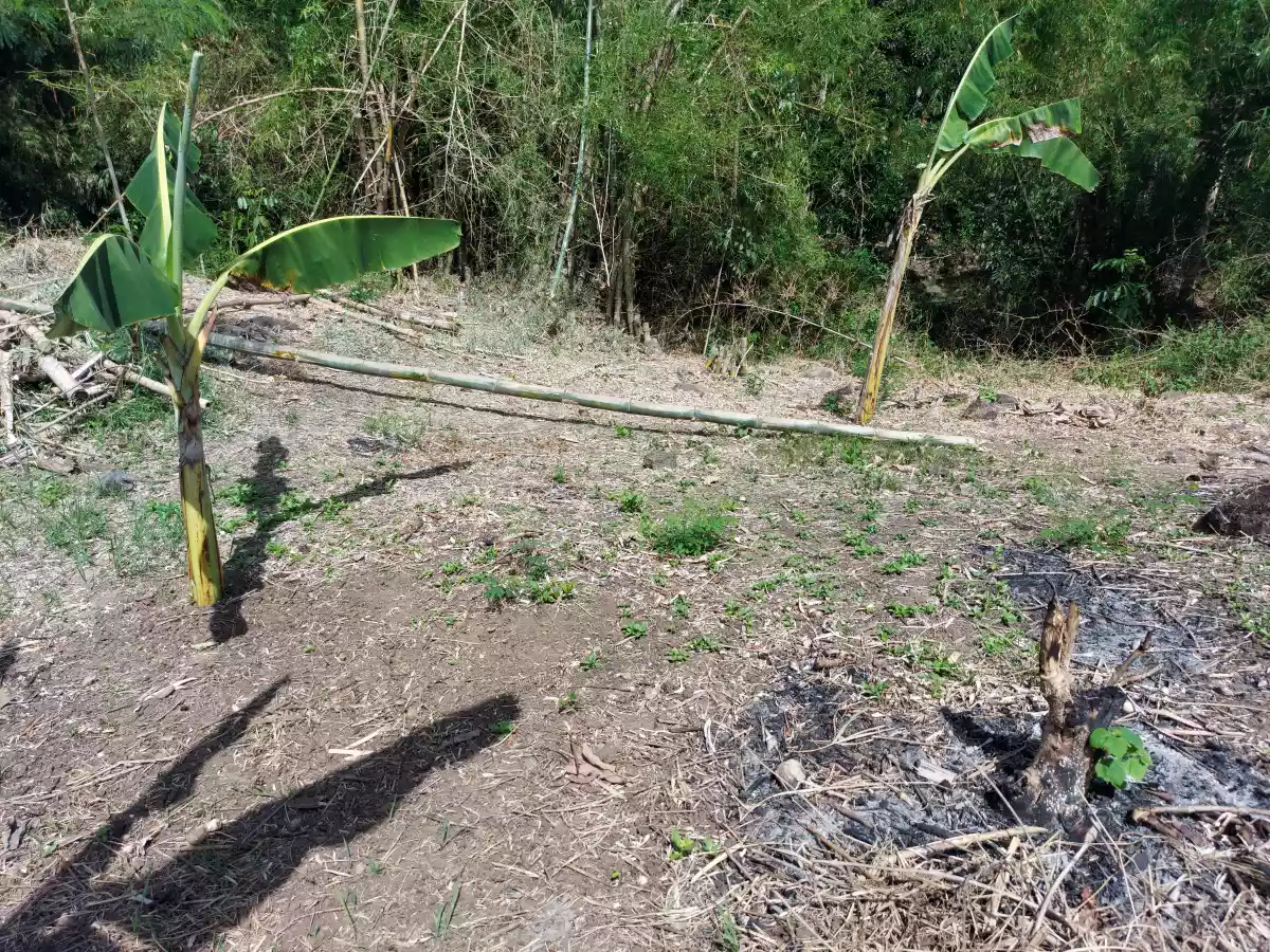 Lot for Sale in Pancil, Sibulan - photo 4