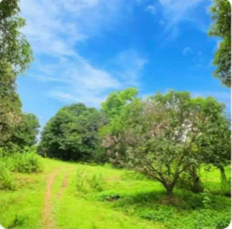 Lot For Sale in Alicia, Bohol — Agricultural Lot in Bohol, Philippines — Photo 4