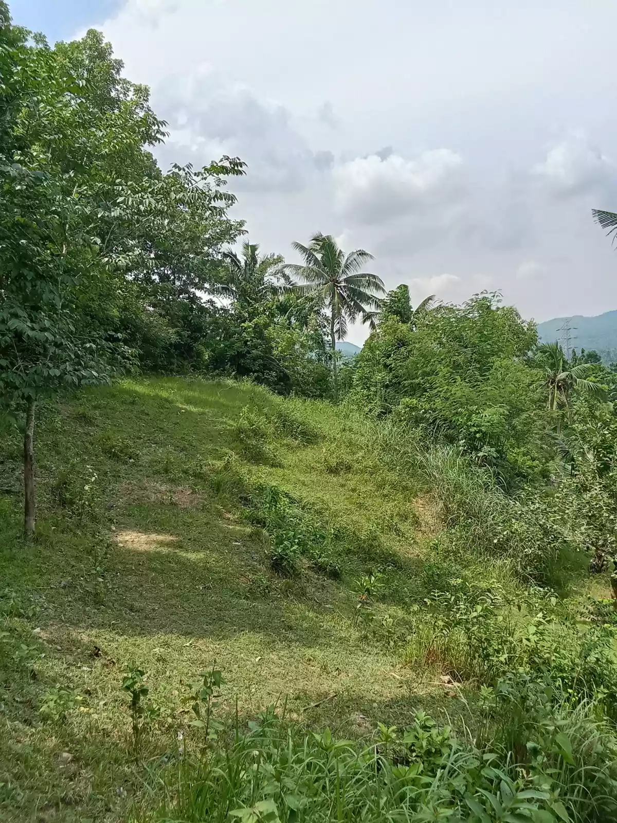 Open photo 12 of 22 — 3.5 hectares agricultural land for sale in Balungag San Fernando Cebu