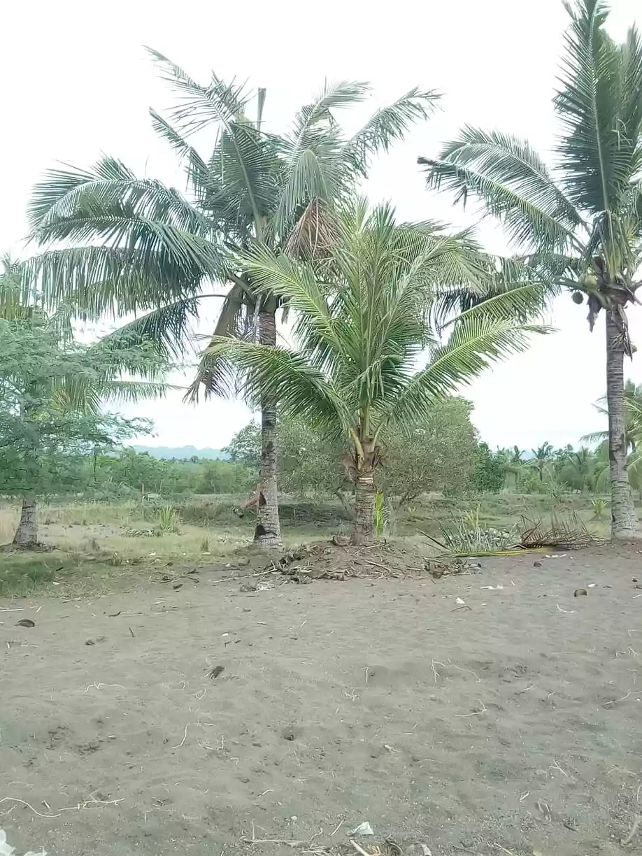 Beach lot  - photo 4