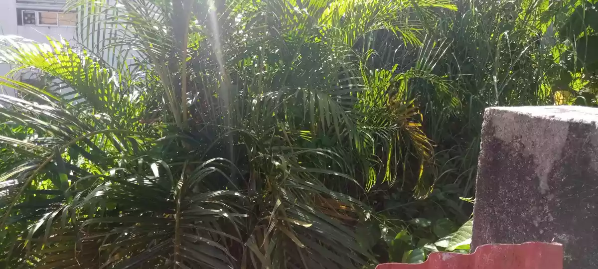 lot for rent in Guadalupe — Residential Lot in Cebu City, Cebu, Philippines — Photo 4
