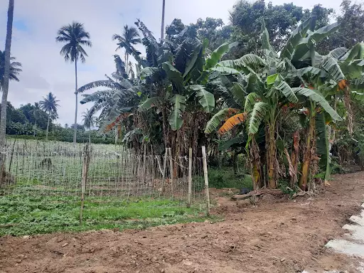 Sta.Veronica, San Pablo City, Laguna — Agricultural Lot in San Pablo City, Laguna, Philippines — Photo 5