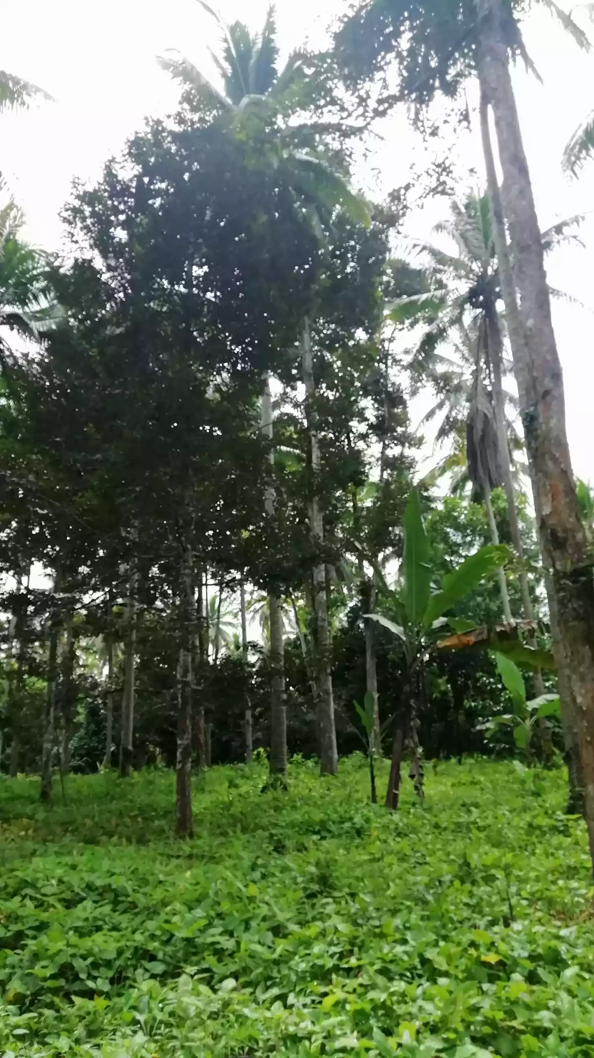 FARM LOT FOR SALE IN DAVAO CITY - photo 6