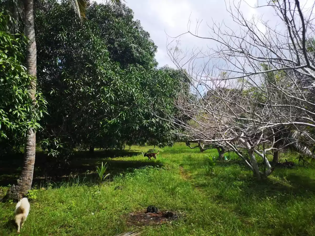 Property for Sale in panglao — Residential Lot in Bohol, Philippines — Photo 4
