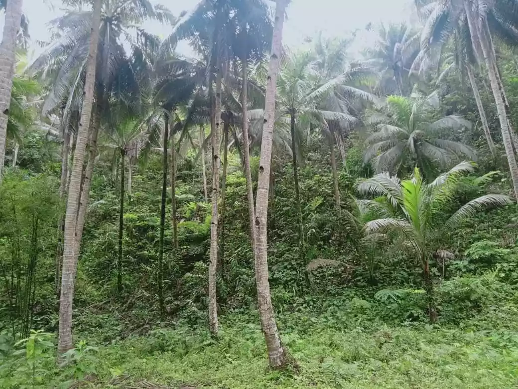 Lot For Sale in Consuelo, General Luna, Siargao Islands - photo 2