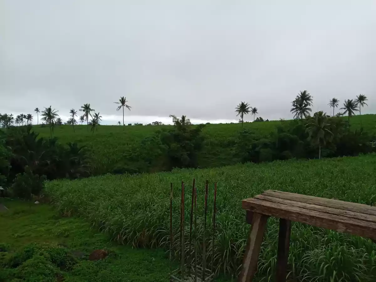 Amlan Negros Oriental 3.03 Hectares Agricultural Lot on Sale - photo 6