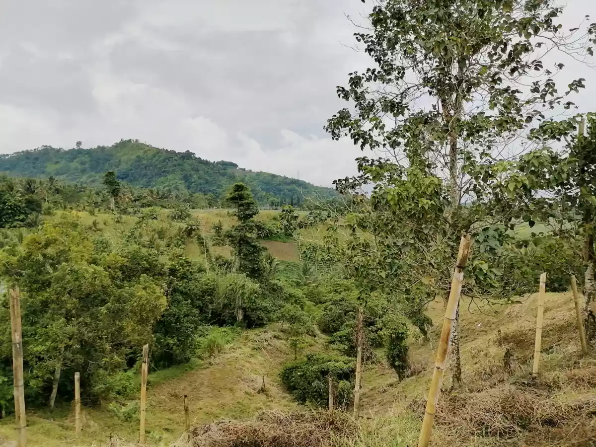 Beautiful Farm in Kablon Tupi For Sale - photo 5