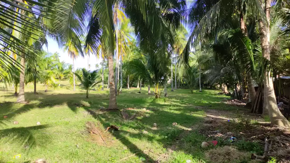 ARGAO agricultural LOT FOR SALE with OVERLOOKING VIEW - photo 4
