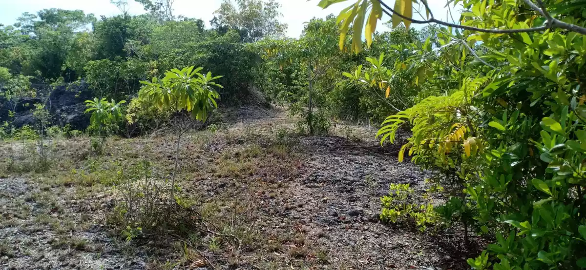 Lot For Sale Luyang, Siquijor — Agricultural Lot in Siquijor, Philippines — Photo 6