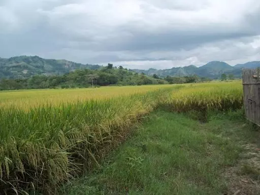 T-113561-63 declaration of real property — Agricultural Lot in Malaybalay, Bukidnon, Philippines — Photo 3